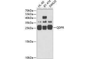 Western blot analysis of extracts of various cell lines, using QDPR antibody (ABIN6127808, ABIN6146531, ABIN6146532 and ABIN6221400) at 1:3000 dilution. (QDPR anticorps  (AA 1-244))
