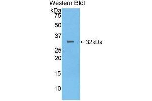Detection of Recombinant MEP1a, Mouse using Polyclonal Antibody to Meprin A Alpha (MEP1a) (MEP1A anticorps  (AA 219-463))