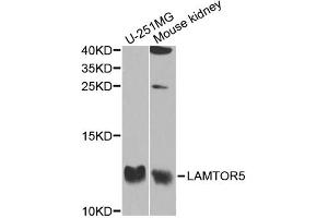 Western blot analysis of extracts of various cell lines, using LAMTOR5 antibody (ABIN5974937) at 1/1000 dilution. (HBXIP anticorps)