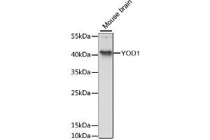 Western blot analysis of extracts of mouse brain, using YOD1 antibody (ABIN6294115) at 1:3000 dilution. (YOD1 anticorps)