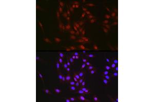 Immunofluorescence analysis of NIH/3T3 cells using RBM14 Rabbit pAb (ABIN6133649, ABIN6146760, ABIN6146762 and ABIN6217049) at dilution of 1:350 (40x lens).