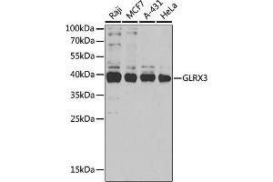 Western blot analysis of extracts of various cell lines, using GLRX3 antibody (ABIN6129752, ABIN6141153, ABIN6141155 and ABIN6221599) at 1:1000 dilution. (GLRX3 anticorps  (AA 1-335))