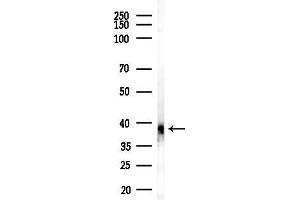 anti-Purinergic Receptor P2Y, G-Protein Coupled, 10 (P2RY10) (Internal Region) antibody