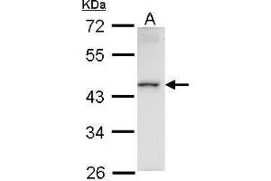 WB Image Sample (30 ug of whole cell lysate) A: Raji 10% SDS PAGE antibody diluted at 1:1000 (HMBOX1 anticorps)