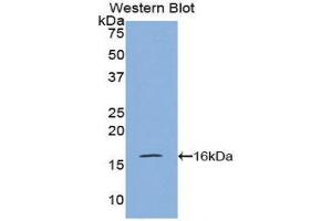 Western Blotting (WB) image for anti-Pre-B Lymphocyte 1 (VPREB1) (AA 43-134) antibody (ABIN1860945) (VPREB1 anticorps  (AA 43-134))