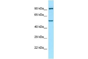 Western Blotting (WB) image for anti-Atlastin GTPase 1 (ATL1) (C-Term) antibody (ABIN2789990) (ATL1 anticorps  (C-Term))