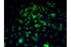 Image provided by One World Lab validation program.