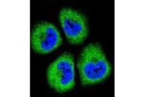 Confocal immunofluorescent analysis of GAS1 Antibody (N-term) Cat.