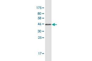 Western Blot detection against Immunogen (44.
