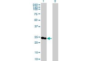 Western Blot analysis of PSMD8 expression in transfected 293T cell line by PSMD8 MaxPab polyclonal antibody. (PSMD8 anticorps  (AA 1-257))