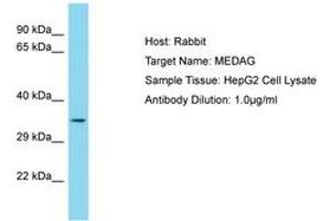 Image no. 1 for anti-Mesenteric Estrogen-Dependent Adipogenesis (MEDAG) (AA 115-164) antibody (ABIN6750713) (MEDAG anticorps  (AA 115-164))