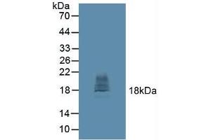 Figure. (CTLA4 anticorps  (AA 52-211))