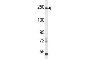 L1CAM antibody western blot analysis in mouse cerebellum tissue lysate.