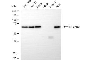 Western blotting analysis using EIF2AK2 antibody (ABIN7798507). (Recombinant EIF2AK2 anticorps)