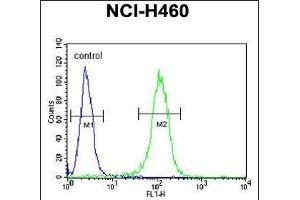 BHLH3 Antibody (N-term) (ABIN651934 and ABIN2840462) flow cytometric analysis of NCI- cells (right histogram) compared to a negative control cell (left histogram). (BHLH3 anticorps  (N-Term))