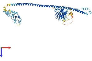 AlphaFold protein structure predicition of Human Recombinant TRIM4 Protein, UniprotID Q9C037