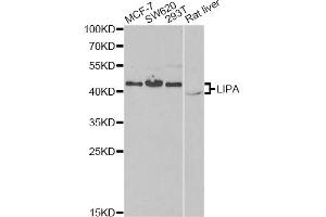 Western blot analysis of extracts of various cell lines, using LIPA antibody. (Lipase A anticorps)
