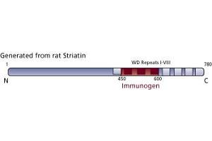 Image no. 3 for anti-Striatin (STRN) (AA 450-600) antibody (ABIN968207) (Striatin anticorps  (AA 450-600))