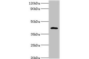 Western blot All lanes: PARL antibody at 6 μg/mL + NIH/3T3 whole cell lysate Secondary Goat polyclonal to rabbit IgG at 1/10000 dilution Predicted band size: 43, 37 kDa Observed band size: 47 kDa (PARL anticorps  (AA 1-170))