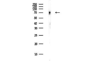 anti-Ring Finger Protein 145 (RNF145) antibody