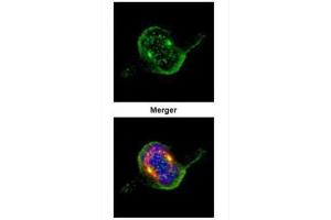 ICC/IF Image Confocal immunofluorescence analysis (Olympus FV10i) of paraformaldehyde-fixed 293T, using ZWINT, antibody (Green) at 1:500 dilution.