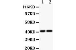 Anti-CXCR3 Picoband antibody,  All lanes: Anti-CXCR3 at 0. (CXCR3 anticorps  (AA 1-368))