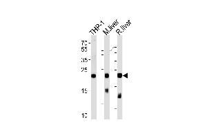 Western blot analysis of lysates from THP-1 cell line ,mouse liver and rat liver tissue (from left to right),using GPX1 Antibody (C-term) (ABIN653263 and ABIN2842782).