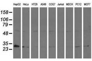 Image no. 2 for anti-Adenylate Kinase 3 (AK3) antibody (ABIN1496520) (Adenylate Kinase 3 anticorps)
