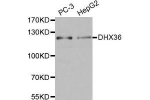 Western blot analysis of extracts of various cell lines, using DHX36 antibody.