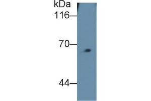 Detection of FPN in Mouse Skeletal muscle lysate using Monoclonal Antibody to Ferroportin (FPN)