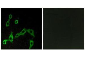 Immunofluorescence (IF) image for anti-Alpha-2A Adrenergic Receptor (ADRA2A) (Internal Region) antibody (ABIN1852816) (ADRA2A anticorps  (Internal Region))