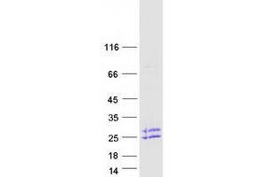 Validation with Western Blot (EFNA4 Protein (Transcript Variant 3) (Myc-DYKDDDDK Tag))