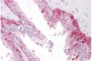 Anti-PHLDA2 antibody IHC staining of human prostate. (PHLDA2 anticorps  (AA 139-152))