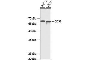 Western blot analysis of extracts of various cell lines, using CD58 Antibody (ABIN6131876, ABIN6138208, ABIN6138209 and ABIN6221339) at 1:1000 dilution. (CD58 anticorps  (AA 40-220))
