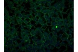 Immunofluorescence (IF) image for anti-Tight Junction Protein 1 (TJP1) (C-Term) antibody (ABIN6254231)