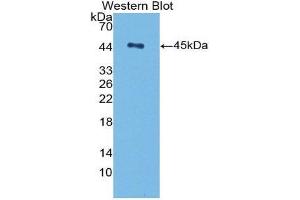 Western Blotting (WB) image for anti-Transforming Growth Factor, beta 1 (TGFB1) (AA 279-390) antibody (ABIN3209257) (TGFB1 anticorps  (AA 279-390))