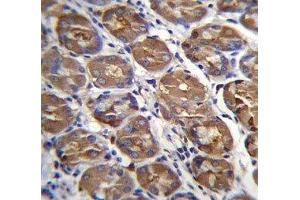 PGA4 antibody immunohistochemistry analysis in formalin fixed and paraffin embedded human stomach tissue.