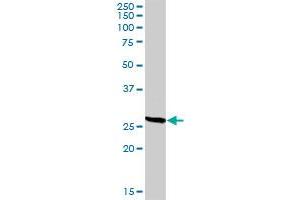 CD209 MaxPab rabbit polyclonal antibody.