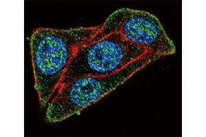 Confocal immunofluorescent analysis of PAX-6 antibody with HeLa cells followed by Alexa Fluor 488-conjugated goat anti-rabbit lgG (green).