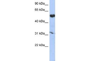 WB Suggested Anti-CYP4X1 Antibody Titration: 0.