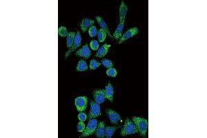 Immunofluorescence (IF) image for anti-Galactosidase, alpha (GLA) antibody (ABIN3002776) (GLA anticorps)