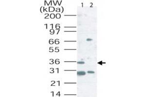 Western blot analysis of Cd207 in mouse lung tissue lysate. (CD207 anticorps  (AA 36-44))