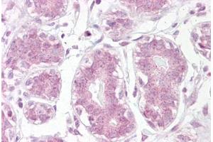 Anti-IKB Alpha antibody IHC staining of human breast. (NFKBIA anticorps  (AA 34-48))