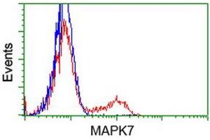 HEK293T cells transfected with either RC203506 overexpress plasmid (Red) or empty vector control plasmid (Blue) were immunostained by anti-MAPK7 antibody (ABIN2454020), and then analyzed by flow cytometry. (MAPK7 anticorps)