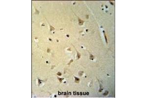 P2R3C Antibody (N-term) (ABIN653699 and ABIN2843017) immunohistochemistry analysis in formalin fixed and paraffin embedded human brain tissue followed by peroxidase conjugation of the secondary antibody and DAB staining.