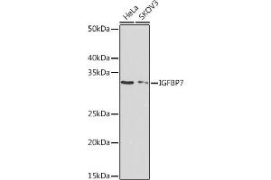 Western blot analysis of extracts of various cell lines, using IGFBP7 Rabbit mAb (ABIN7267910) at 1:1000 dilution. (IGFBP7 anticorps)