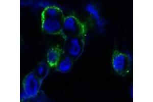 Confocal immunofluorescence analysis of methanol-fixed HEK293 cells trasfected with EphB4-hIgGFc using EphB4 antibody (green), showing membrane localization. (EPH Receptor B4 anticorps)