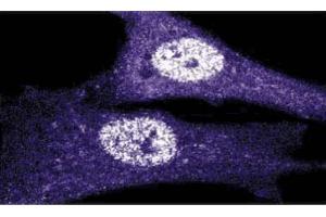 Immunoflourescence staining of human fibroblasts. (CDK1 anticorps  (AA 283-297))
