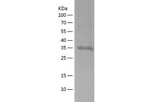 Western Blotting (WB) image for Basic Helix-Loop-Helix Family, Member E41 (BHLHE41) (AA 419-482) protein (His-IF2DI Tag) (ABIN7121975)