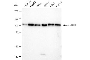 Western blotting analysis using DGCR8 antibody (ABIN7798333).
